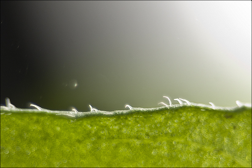 120614_trichomes_flexuosum_IMG_5646_822px.jpg